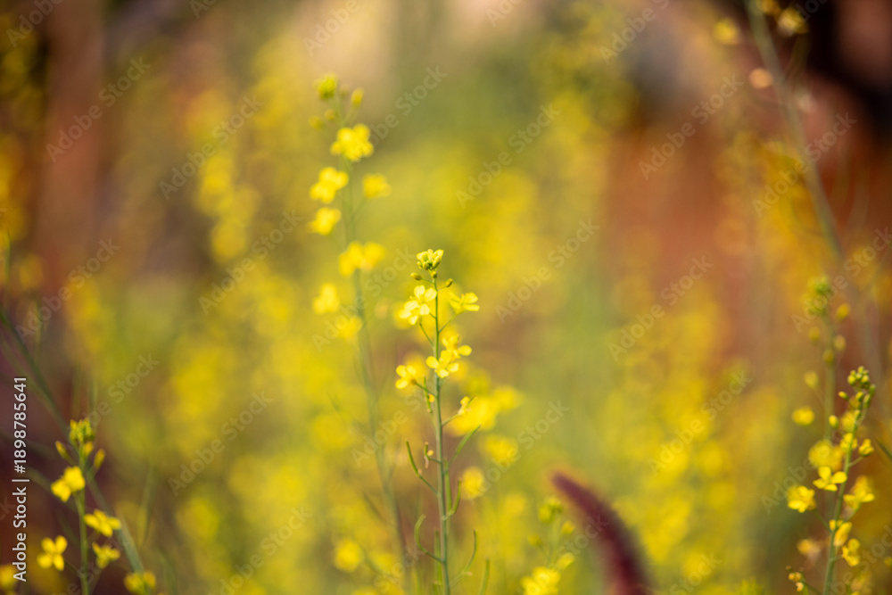 Obraz premium Close-up of yellow mustard flowers with soft blurred background and natural bokeh, capturing peaceful rural nature and spring season beauty.