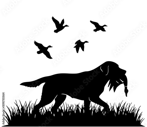 Silhouette of a loyal retriever dog carefully carrying a retrieved duck through tall grass while birds fly above