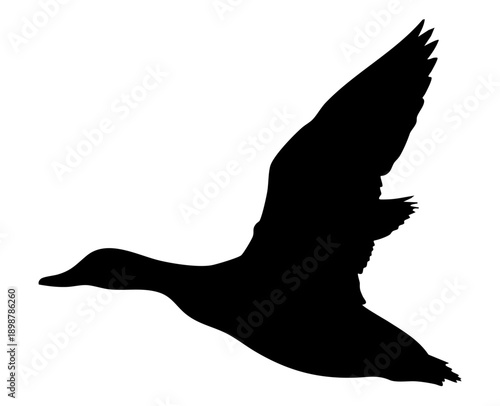 Striking black silhouette of a duck in full flight captured against a clean white background vector graphic