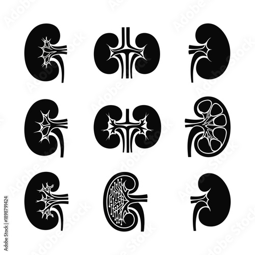 Detailed illustrations of human kidneys from various viewpoints and perspectives showcasing anatomy and structure