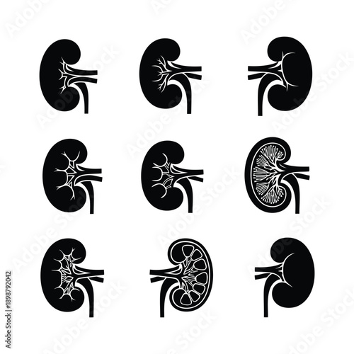 Set of black and white kidney illustrations showcasing various anatomical views and detailed structures from different perspectives