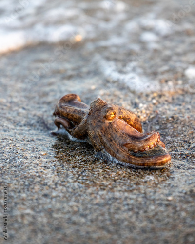 Alive octopus laying on the sandy beach washing by waves at the golden light, beautiful bokeh, eating raw chewy octopus, delicious dish