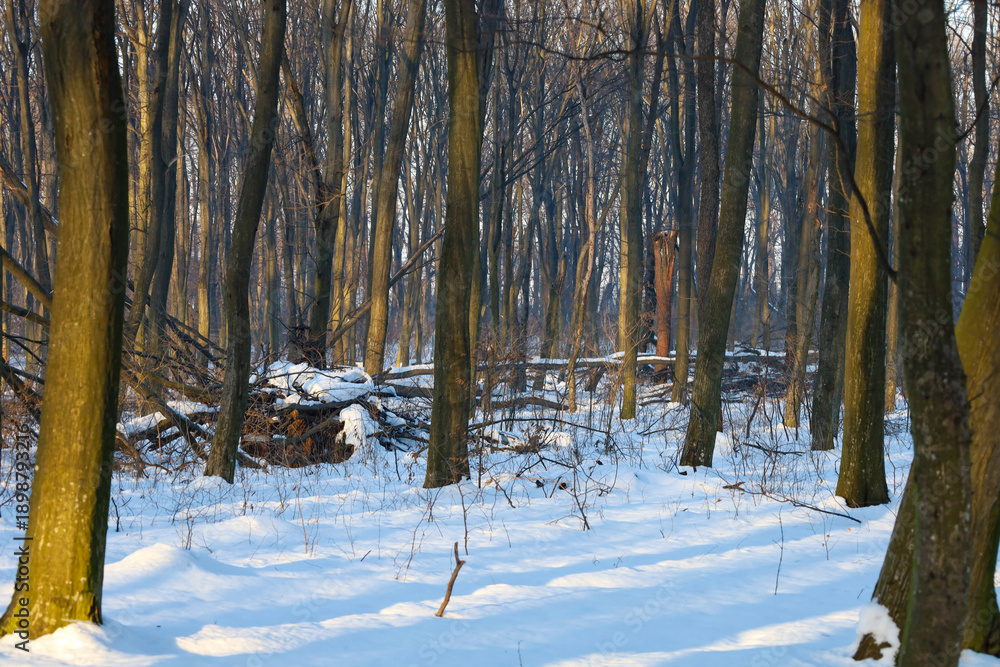 Naklejka premium Golden sunbeams break through the dense tree trunks in a winter forest, illuminating fresh white snow and fallen branches.