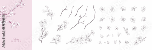 Set of cherry blossoms flowers and brunch. Spring Detailed background with botanic floral elements for Valentines day invitation, wallpaper art or save the date card