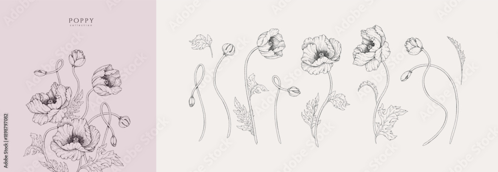 Fototapeta premium Set of blooming poppy flowers and leaves. Spring detailed hand drawn ink illustration for invitation, line tattoo art or save the date