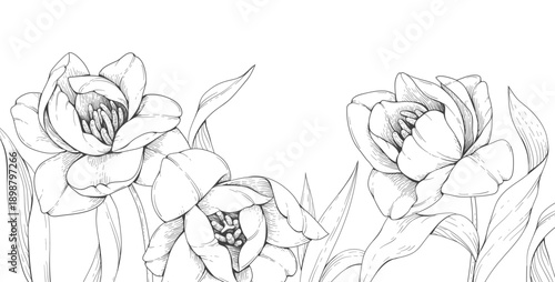 Spring background with tulips flowers. Floral elements for International Womens and Mothers day. Detailed hand drawn ink illustration