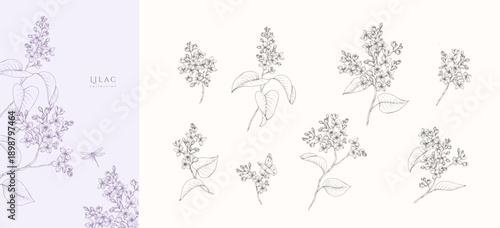 Set of blooming lilac flowers and brunch. Spring Detailed hand drawn ink illustration with botanic floral elements for Mothers Day invitation or wedding save the date