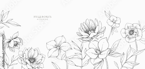 Hellebore background with flowers and leaves. Detailed hand drawn ink illustration of helleborus for invitation, wallpaper art or save the date