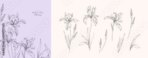 Foto Set of wild irises blooming, flowers and brunch