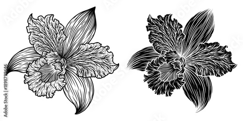 Iris line art vector illustration set isolated on white. Flower black ink sketch. Modern minimalist hand drawn design.