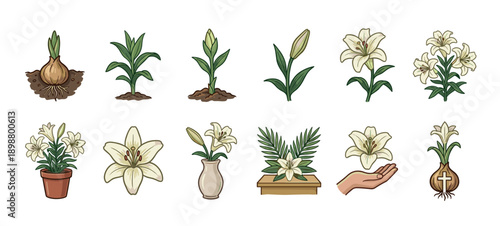 Set of Easter lily illustrations showing the plant's life cycle from bulb to bloom and its religious symbolism for the spring holiday