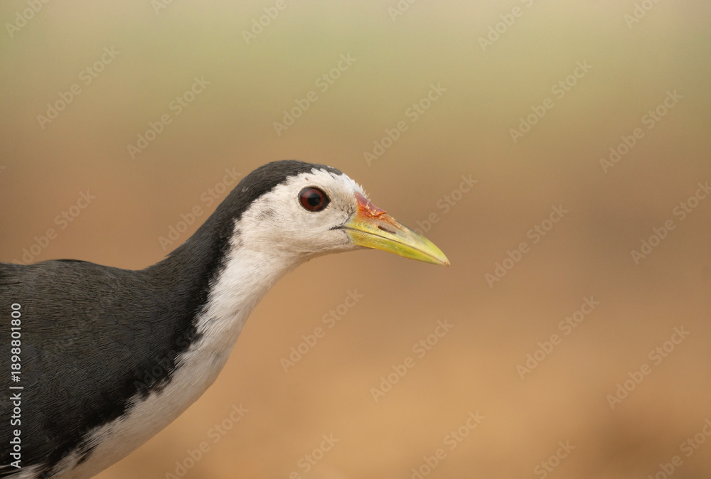 Fototapeta premium Clseup of a white-breasted waterhen (Amaurornis phoenicurus).