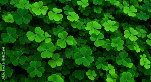 St patrick's day shamrocks and green foliage background for irish celebrations