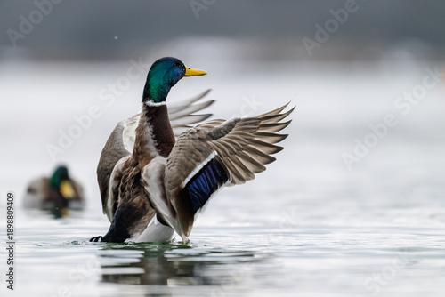 Ente beim Flügelschwung
