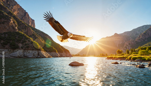Bald eagle soaring over river at sunset, wildlife magnificence