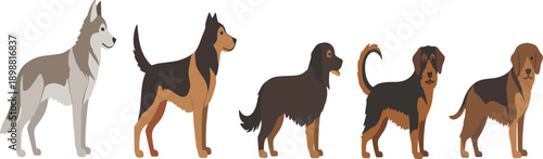 Flat cartoon dog breeds lineup with different fur colors and sizes isolated on white background for pet vector illustration