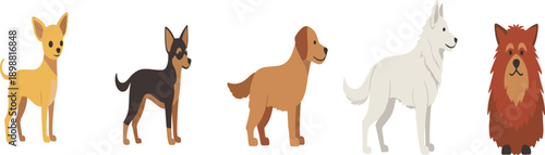 Flat cartoon dog breeds set with chihuahua shepherd retriever samoyed and pomeranian isolated on white background vector illustration