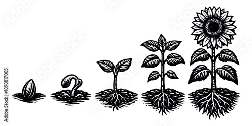 Hand drawn line art plant growth set featuring sunflower life cycle from seed to bloom for educational and agricultural concepts