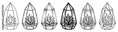 Collection of six hand-drawn succulent plants in faceted glass florariums, rendered in diverse black and white techniques from simple outlines to detailed woodcut and stippling