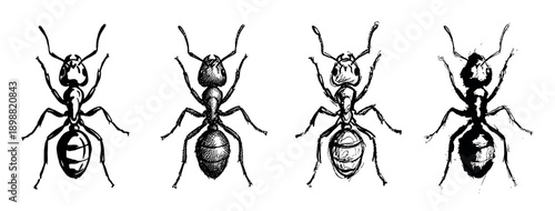 Set of four hand-drawn ant illustrations in a black ink sketch style, a monochrome entomological collection of insects shown from a detailed top-down view