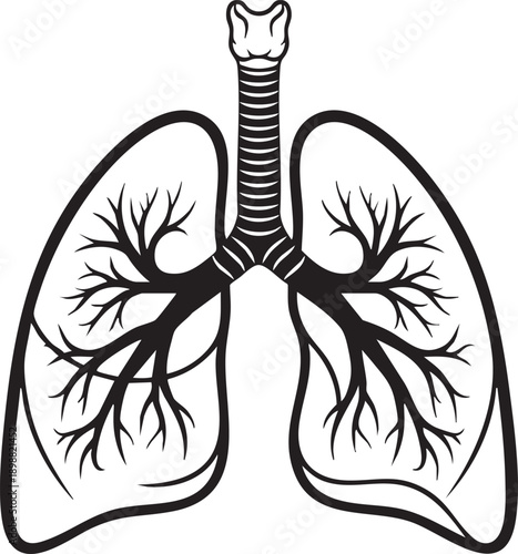 Human lungs with the trachea and bronchial tree are clearly depicted in this educational black and white medical illustration, showing the essential respiratory organs.