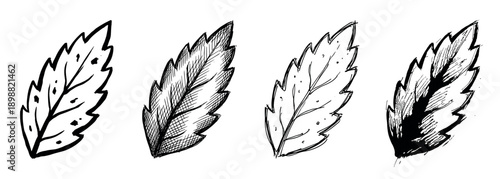 Four hand-drawn black ink leaf illustrations showing different sketching and shading techniques like cross-hatching and solid fill in a simple, artistic, monochrome style