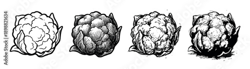 Four black and white cauliflower illustrations showing a progression from simple line art to a detailed, hatched engraving and high-contrast graphic style, perfect for botanical art