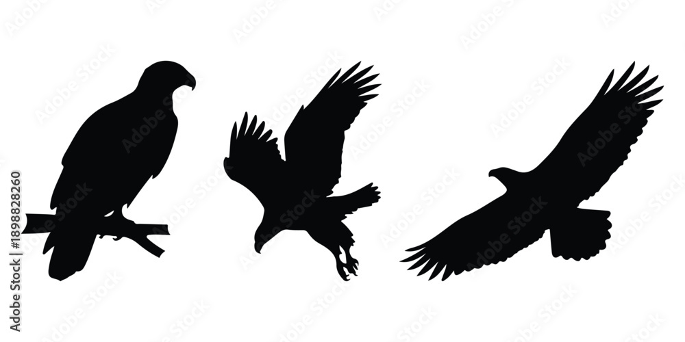Ταπετσαρία Black and white vector graphic of three eagles one is a flying bald eagle with white head, another is an eagle landing, and the third is perched on a branch