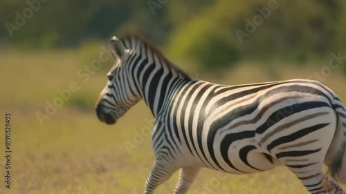 A striking zebra in its natural habitat, with its distinctive black and white stripes. The zebra is captured in motion