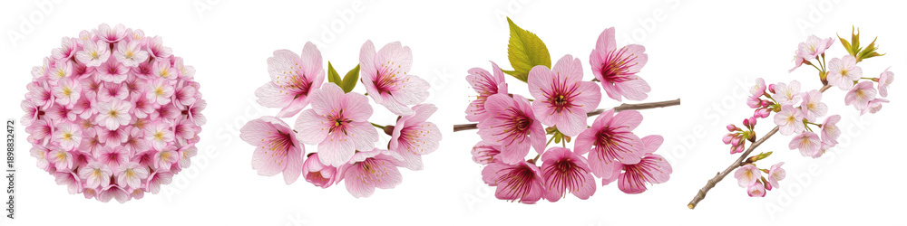 Obraz premium Collection of pink cherry blossom flowers and sakura branches isolated on white background, spring floral design elements.
