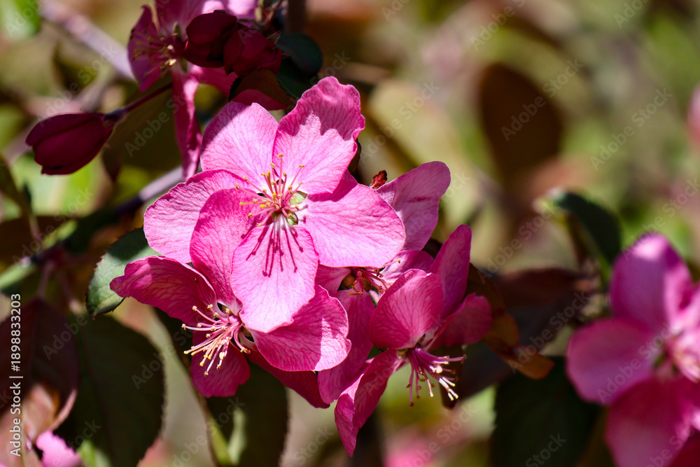 Obraz premium Pink flowers blooming in the sun light