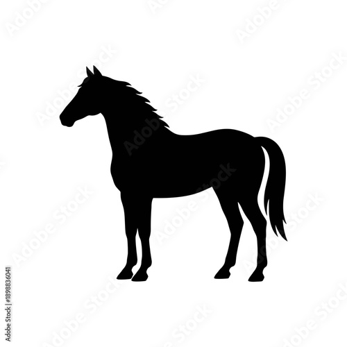 Silhouette of a sleek black horse standing on a plain background