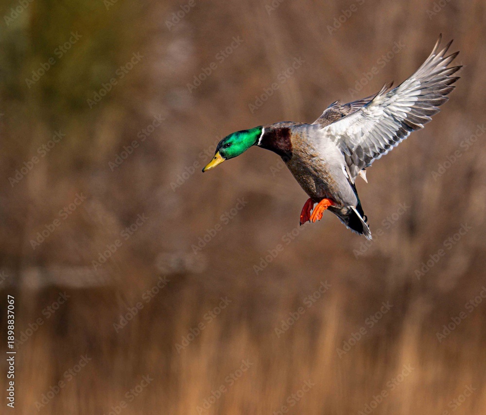 Obraz premium duck in flight