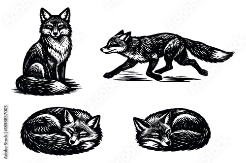 Graphic line art fox set featuring sitting, running, and sleeping foxes for animal illustration