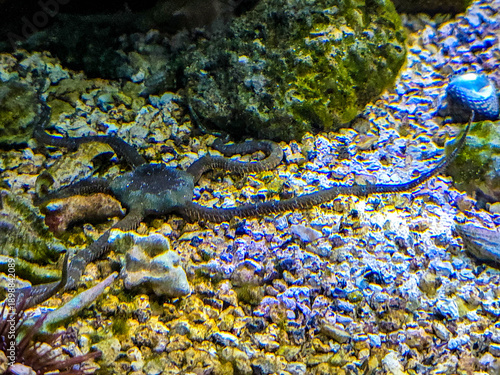 Brittle star Ophiuroidea crawling on gravel in a marine aquarium.
