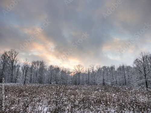 sunrise in the forest