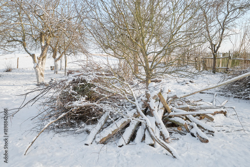 Piles of cut branches after pruning and tidying up the orchard.