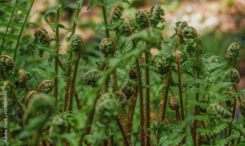 Close-up of young fern fiddleheads unfurling in lush green forest. Natural spring growth, botanical texture, wild plants, fresh foliage, eco and nature background