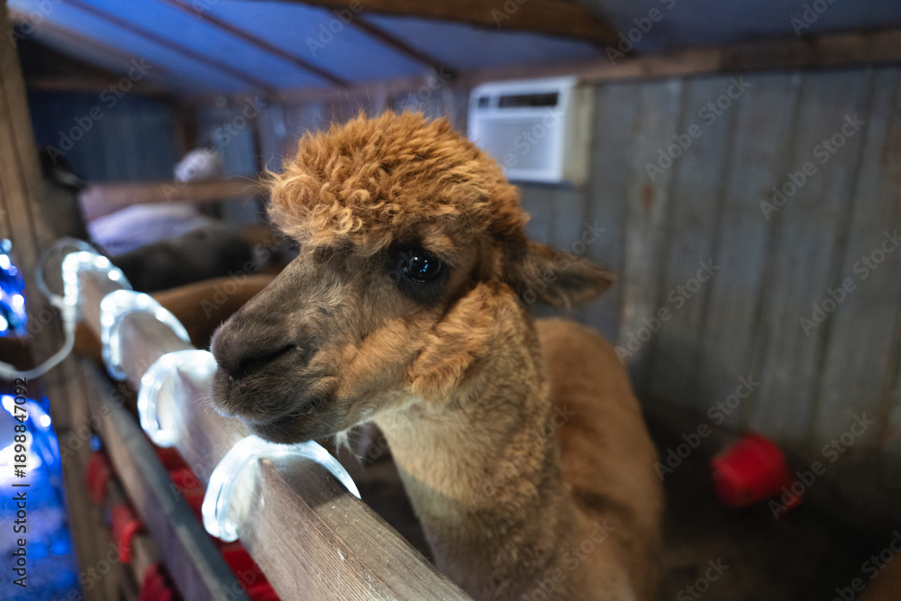Fototapeta premium An Alpaca in a Stable at a Small Farm in Missouri