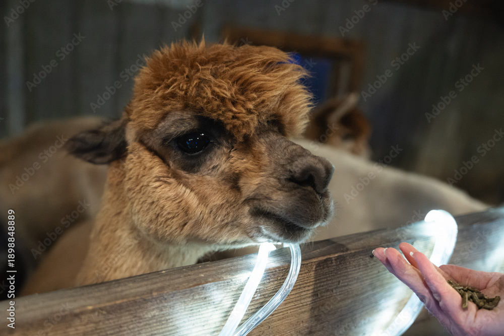 Fototapeta premium An Alpaca in a Stable at a Small Farm in Missouri