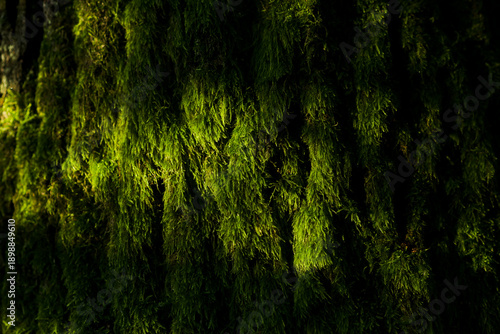 moss on the tree in the rays of light. A magic light in the evening forest.