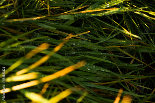 grass with dew in the rays of the evening sun, After the rain. Nature texture. Grass texture.