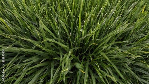 Natural Green Grass Texture Background