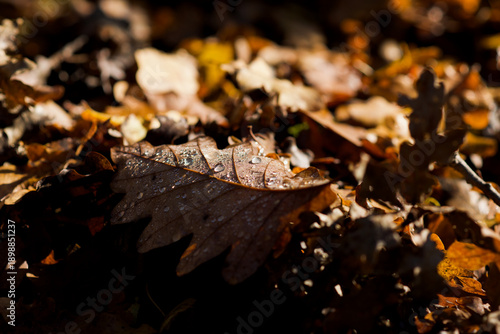 Water drops on leaf in forest. Autumn background. Ecology concept.