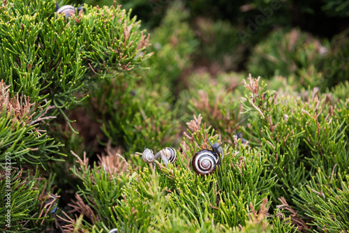 Snails on bushes. Close-up of a snail on a green background. 