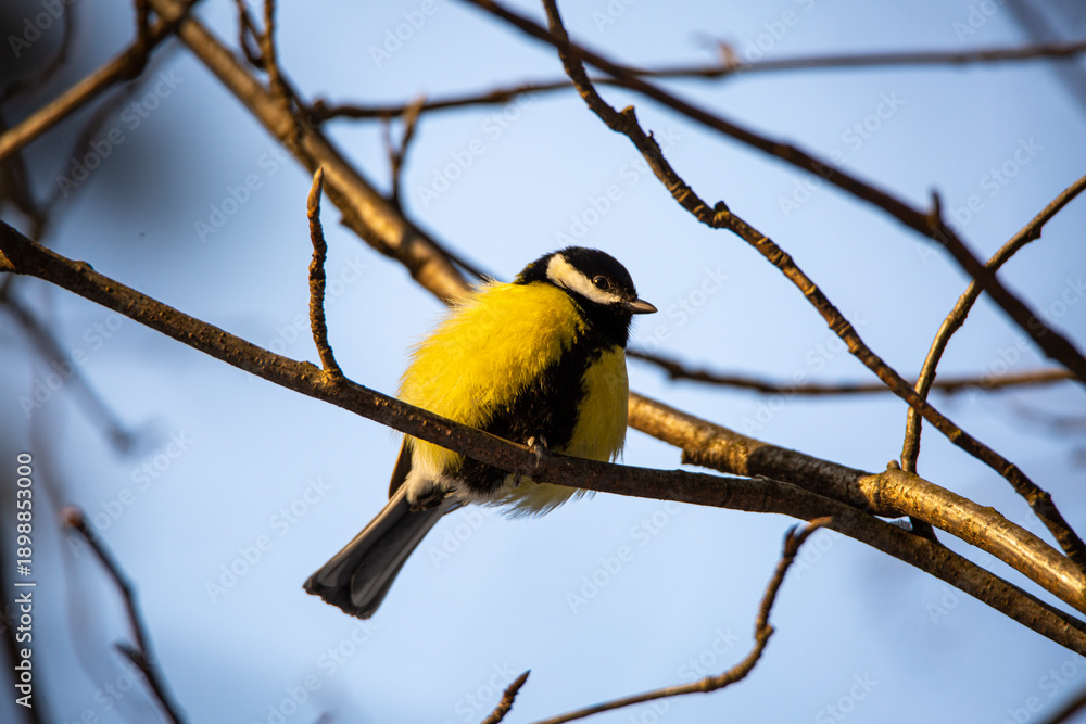 Obraz premium titmouse bird sits on a branch in winter
