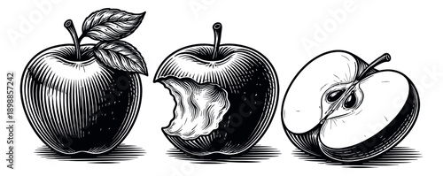 Engraving style hand drawn apple set featuring a whole, bitten, and half apple for food and healthy nutrition themes