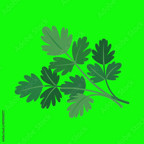 Fresh Parsley Leaves Flat Design Illustration Isolated on Green Background