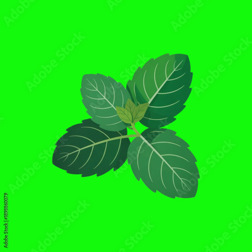 Fresh Mint Leaves Isolated on Green Screen Background, Flat Vector Illustration