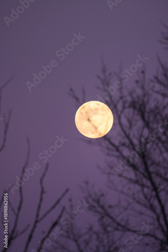 Full Moon in Night Sky Through Tree Branches